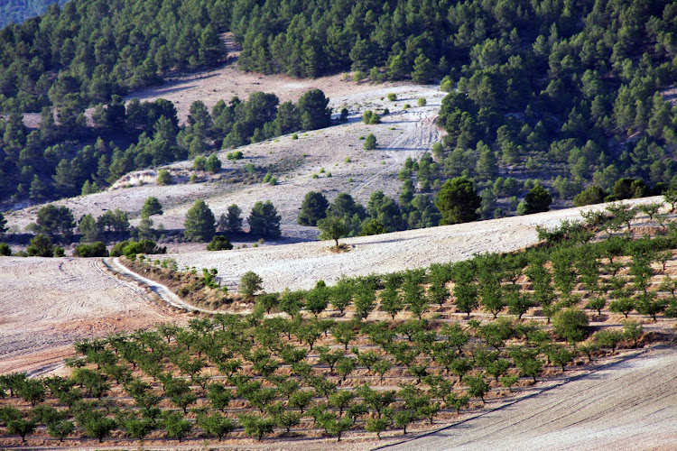 Campos de Los Royos ( Caravaca de la Cruz)