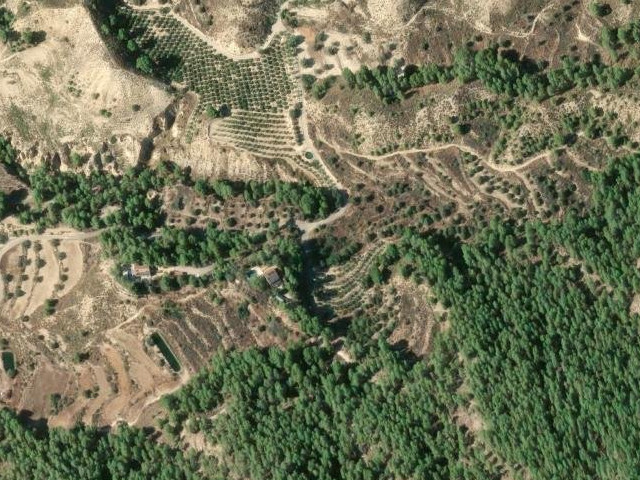 Palmeral de Nora