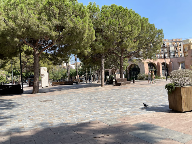 Ficus Monumentales