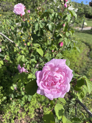 Jardín de Cervantes