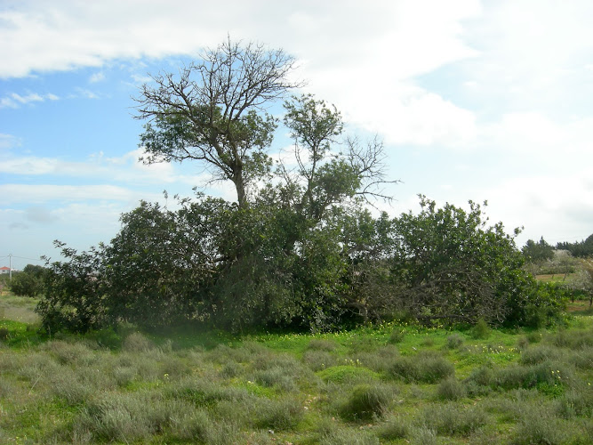 Garrofero de Galifa