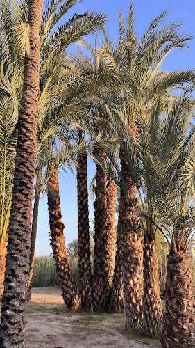 Palmeral Chico de Santiago y Zaraíche