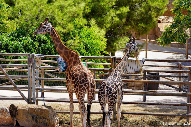 Terra Natura