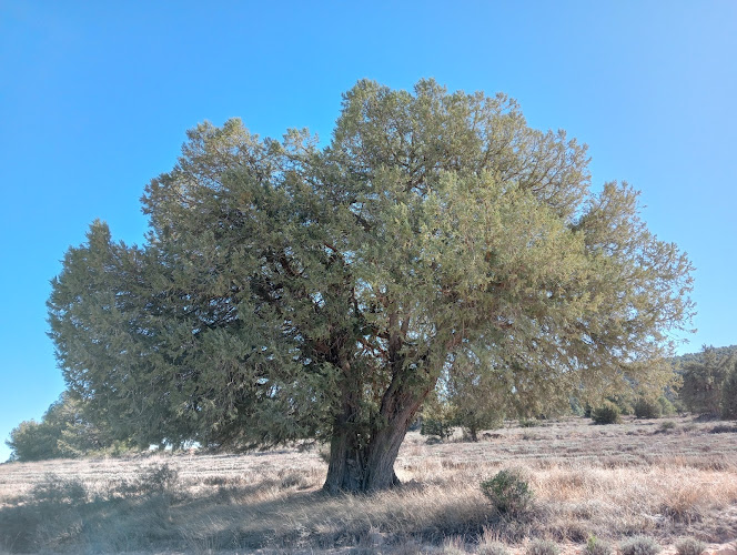 Bosque de Sabina Albar