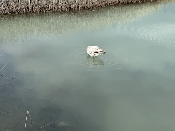 Visualización de flamencos