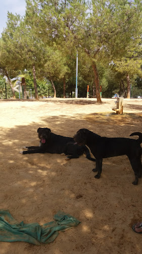ZECA Zona Canina