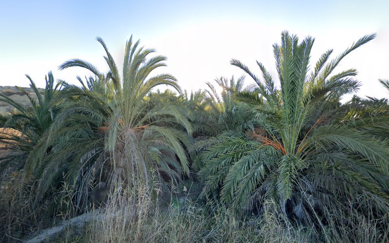 Palmeral de Ribera de Molina