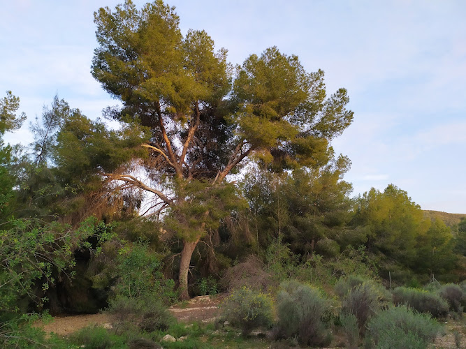 Paraje Natural de la Rambla Salada