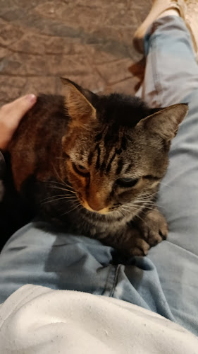 Gato Centro Social