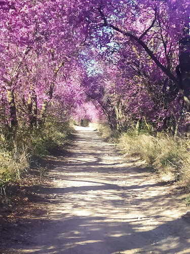 Paseo de los Árboles del Amor