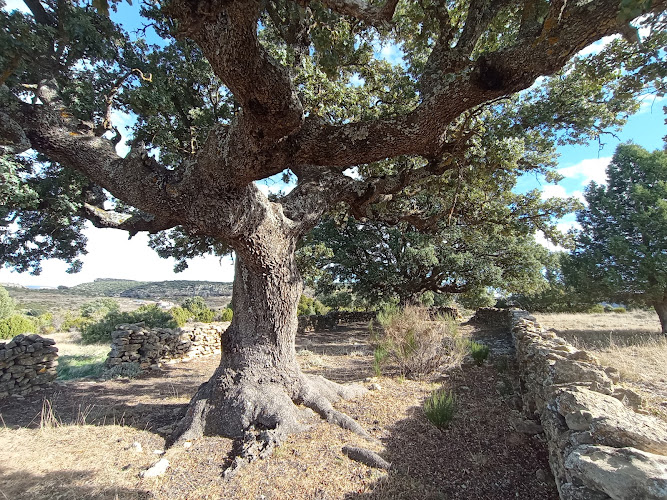 Encina centenaria