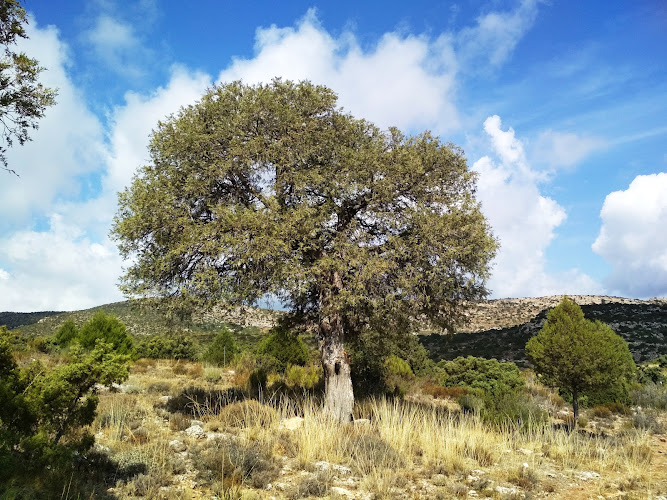 Sabina Centenaria de Bagil