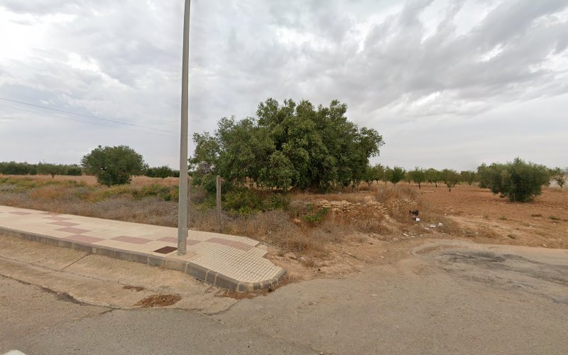 Olivo milenario