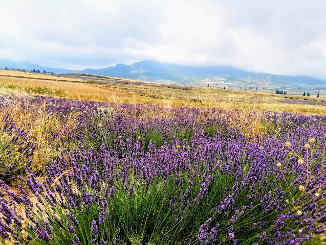 Campos de Lavanda de Zaén