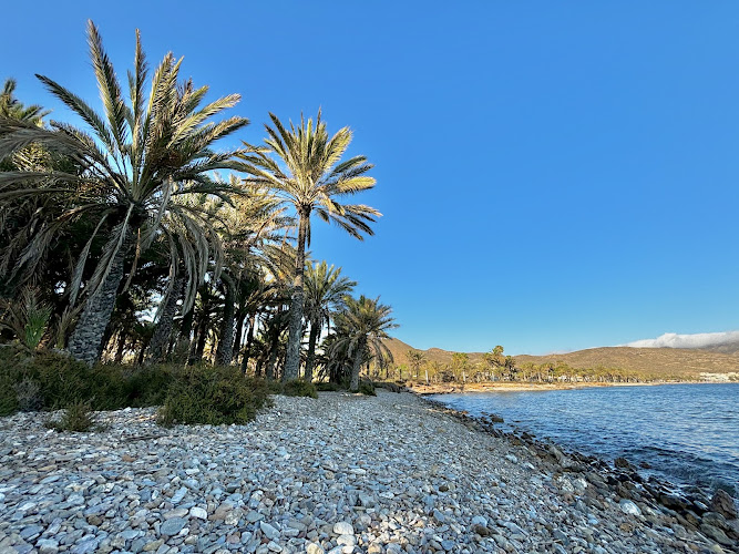 Palmeral merendero San Ginés