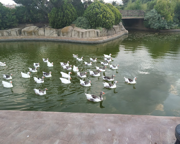 Lago del cespín