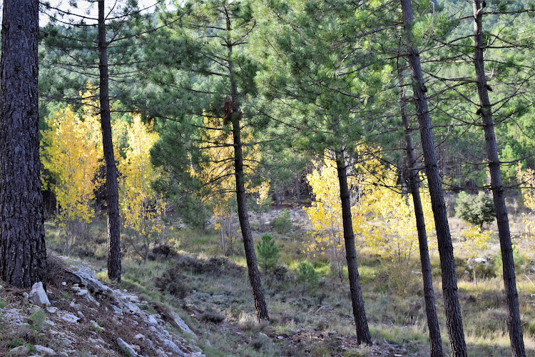 Cortijo del Nevazo de Arriba.