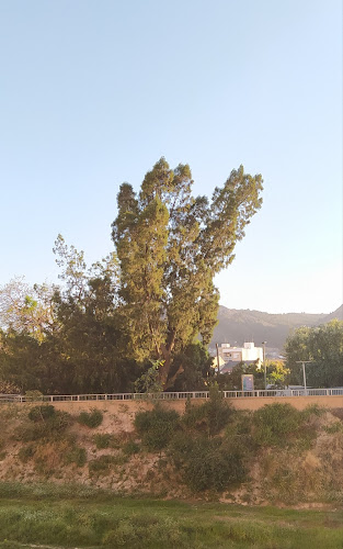 Ciprés de Cartagena