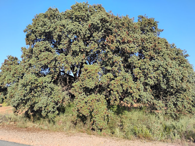 Encina centenaria
