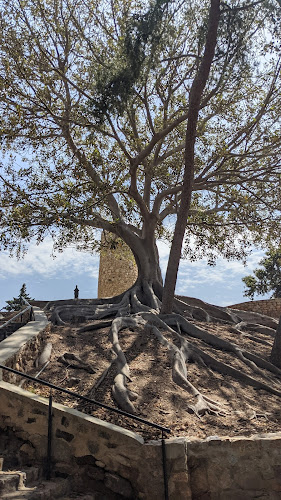 Ficus Monumental