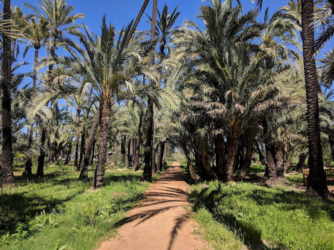 Palmeral de Santiago y Zaraíche
