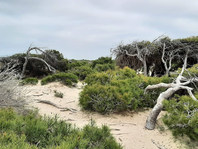 Bosque sobre la arena