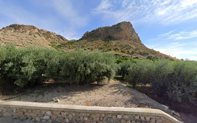 Olivo centenario