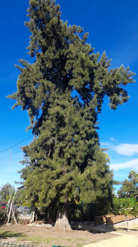 Pino Casuarina Centenario