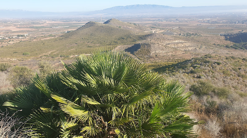 Cerro de las Palmeras