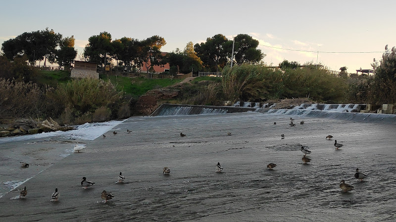 Avifauna del Río Segura